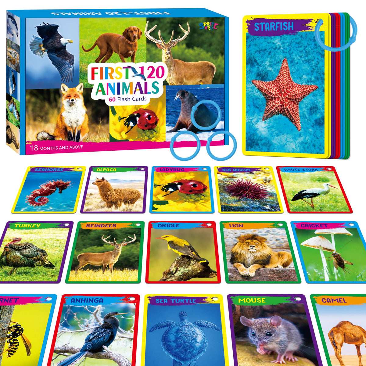 52-Piece Money & Time Learning Flash Cards